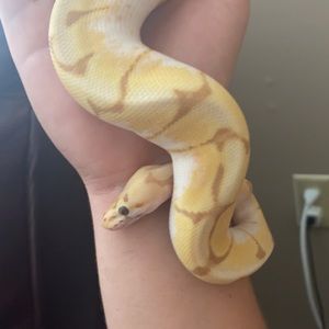 Meet your Posher, Seth